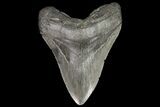 Large, Megalodon Tooth - Georgia #76474-1